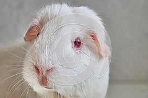 Portrait Of Funny White Cavy With Red Eyes