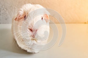 Portrait Of Funny White Cavy With Red Eyes photo