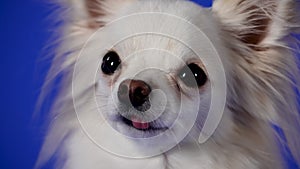 Portrait of a funny white chihuahua in the studio on a blue background. The pet looks ahead carefully. Close up of a dog