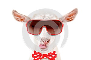 Portrait of funny white goat in a sunglasses and bow tie, showing the tongue