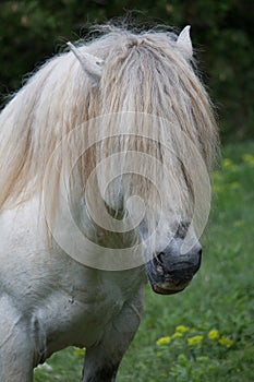 Portrait of funny wild horse
