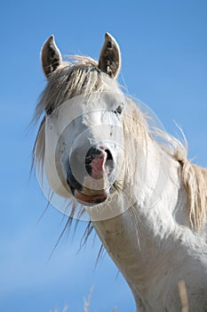 Portrait of funny wild horse