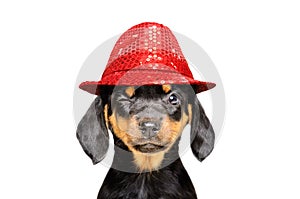 Portrét vtipného žmurkajúceho šteniatka v červenom klobúku