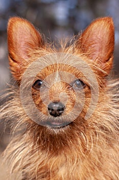 Portrait of a funny Yorkshire Terrier with big ears and long tousled red hair.