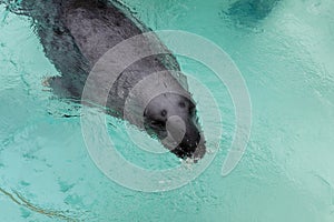 Portrait of a fur seal in aquarium pond. Close-up