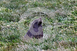 Portrait of a fur seal. Cape Katiki point. South Island, New Zealand