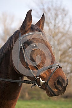 Portrait of a Furioso North Star breed bay horse