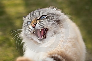 A portrait of furious Siamese cat, a pet attacked a man defending