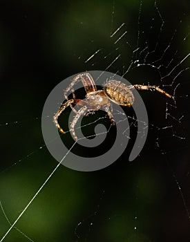 Portrait of a furrow orbweaver spider on its web in a Pennsylvania meadow