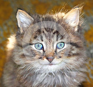 Portrait of a furry kitten