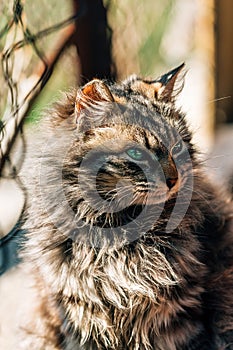 Portrait of a furry mixed breed female domestic cat with green eyes that resembles with Ragamuffin