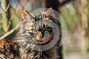 Portrait of a furry mixed breed female domestic cat with green eyes that resembles with Ragamuffin