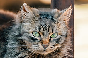 Portrait of a furry mixed breed female domestic cat with green eyes that resembles with Ragamuffin