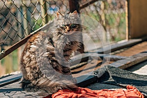 Portrait of a furry mixed breed female domestic cat with green eyes that resembles with Ragamuffin