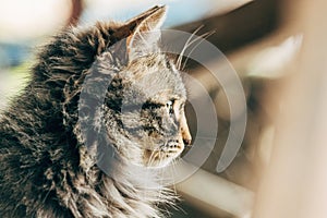 Portrait of a furry mixed breed female domestic cat with green eyes that resembles with Ragamuffin