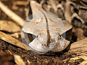The Portrait of the Gaboon viper, Bitis gabonica rhinoceros, the largest venomous snake in Africa photo