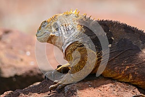 Portrait of a Galapagos Land iguana