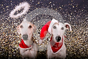 A portrait of 2 galgos one with a santa hat and one with a halo on her head photo