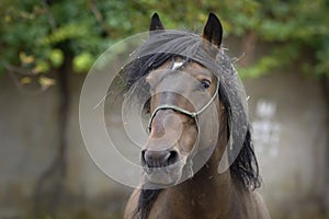 Portrait of a Galician Purebred stallion horse with messy hair photo