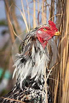 Portrait of Gallus Domesticus Outside