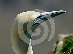Portrait of a gannet. Large seabird nesting on the east coast of the UK.