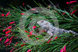 Portrait of Garden lizard Or also known as Oriental Plant Lizard resting calmly on the branch of a plant