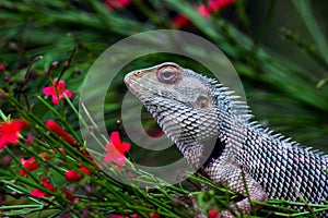 Portrait of Garden lizard Or also known as Oriental Plant Lizard resting calmly on the branch of a plant