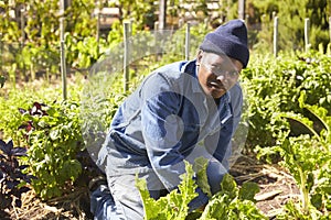 Portrait Of Gardener Working In Community Allotment