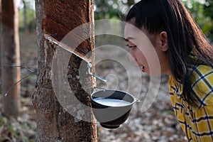 Portrait gardener young asea woman look at a full cup of raw para rubber milk of tree in plantation rubber tapping form Thailand,