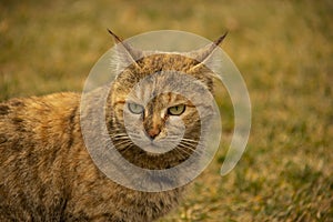 Portrait of a garfield cat
