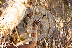 Portrait of gazelle gerenuk. Samburu, Africa