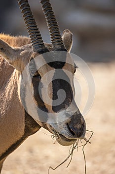 Portrait of a gazelle in its enclosure