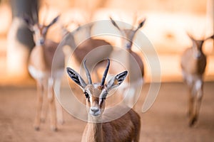 Portrait of gazelles looking at camera