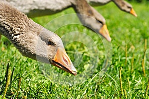 Portrait of geese in the meadow