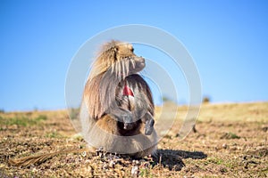 Portrait of gelada baboon