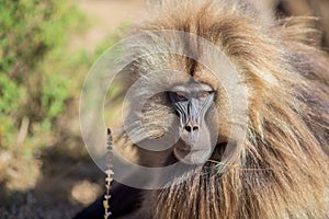Portrait of gelada baboon