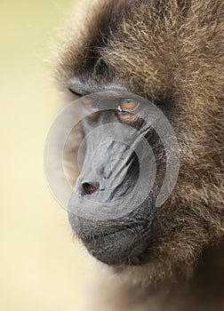 Portrait of a Gelada monkey in Simien mountains