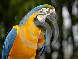 Portrait of gelbbrustara macaw