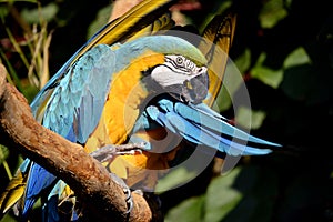 Portrait of gelbbrustara macaw on branch