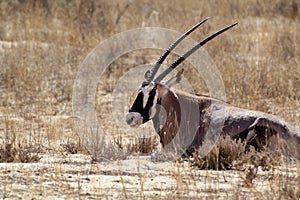 Portrait of Gemsbok, Oryx gazella