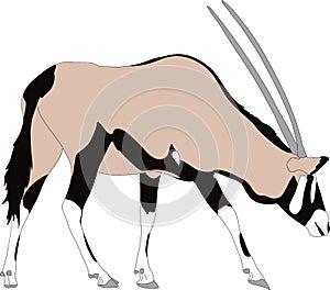Portrait of a gemsbok or oryx gazella antelope, running