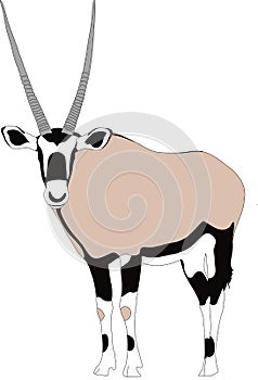 Portrait of a gemsbok or oryx gazella antelope, running