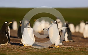 Portrait of a Gentoo penguin chick