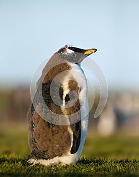 Portrait of a Gentoo penguin chick