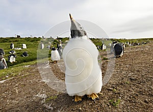 Portrait of a Gentoo penguin chick