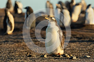 Portrait of a Gentoo penguin chick