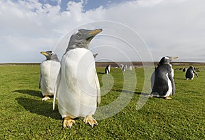 Portrait of a Gentoo penguin chick in the Falkland Islands