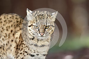 Portrait of a Geoffroy cat, Leopardus geoffroyi, a cat native to South America