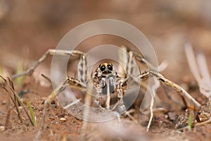 Portrait of Geolycosa vultuosa, Wolf spider