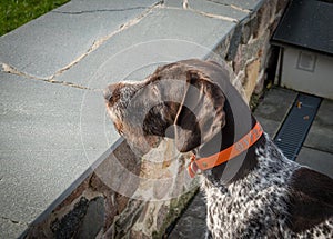 Portrait of a German Drahthaar hunting dog